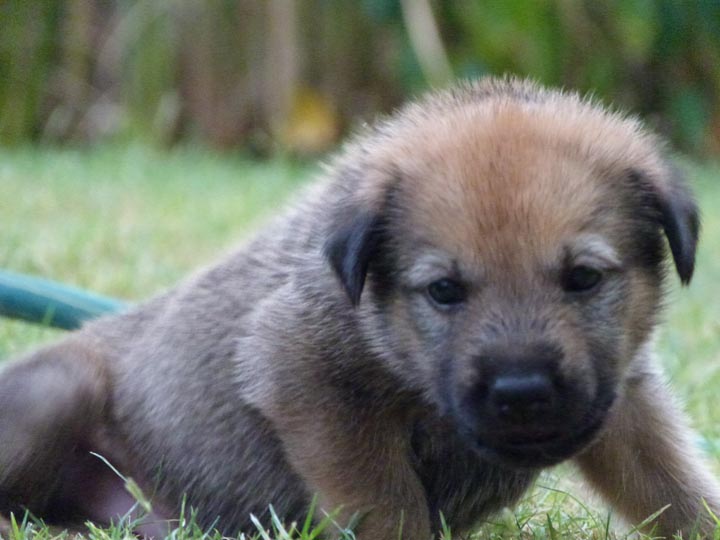 chinook dog